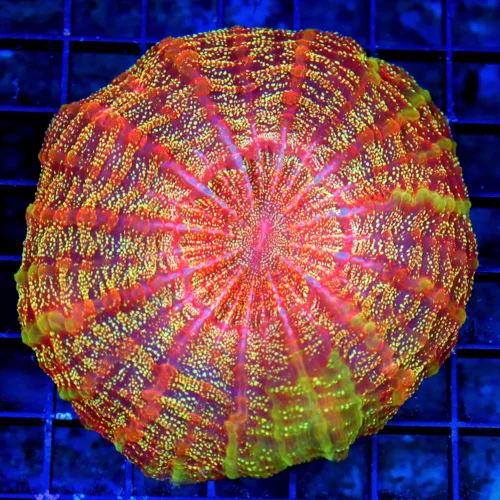 WYSIWYG 6X6 ULTIMATE SHOWPIECE ACANTHOPHYLLIA-SCOTT'S HANDPICKED ULTRA COLORED ULTRA GRADE RAINBOW ACANTHOPH live coral for sale at Extreme Corals