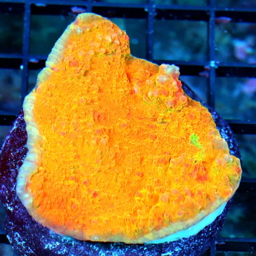 WYSIWYG 3" WICKED SUPER SUPER NEON ORANGE ECHINOPHYLLIA CHALICE WITH GREEN SPOT STARTING IN IT live coral for sale - Extreme Corals