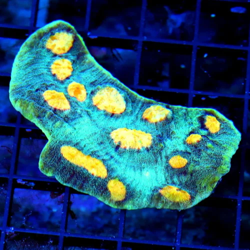 WYSIWYG 4" ULTRA SUPER ORANGE EYED UNREAL ULTRA COLORED ECHINOPHYLLIA CHALICE CORAL live coral for sale - Extreme Corals