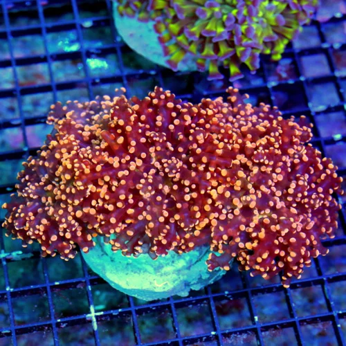 WYSIWYG 7X5 XXL CENTERPIECE HANDPICKED BY SCOTT-SUPER SUPER COLORED ORANGE BRANCHING OCTOSPAWN-SPECTACULAR live coral for sale - Extreme Corals
