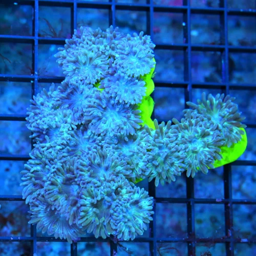 WYSIWYG 4.5X4 VERY VERY RARE "BLUEBERRY DUNCANSAMNIA" I ONLY GET A FEW OF THESE A YEAR live coral for sale - Extreme Corals