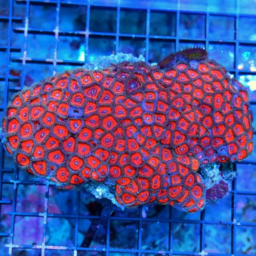 WYSIWYG 5.5X4 SUPER COLORED KED RED ULTRA GRADE INDO ZOANTHID COLONY-AWESOME COLOR live coral for sale - Extreme Corals