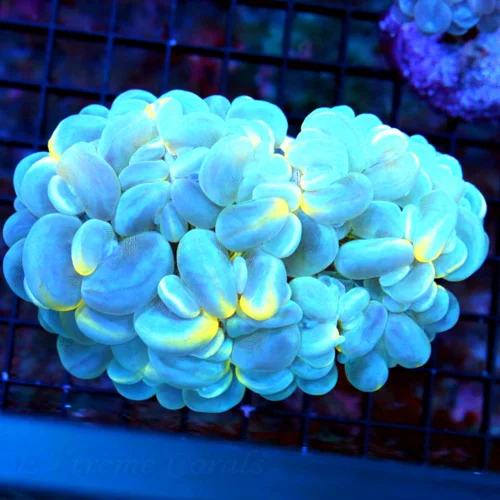 WYSIWYG 5.5X4 OUT OF THIS WORLD SUPER SUPER RARE WHITE BLUE AND TOXIC YELLOW SPLATTER INDO BUBBLE live coral for sale - Extreme Corals