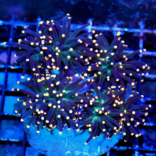WYSIWYG 5.5X4.5 COLLECTORS ITEM SUPER SUPER RARE COLOR!! PURPLE GREEN AND ULTRA ULTRA ORANGE TIPPED TORCH live coral for sale - Extreme Corals