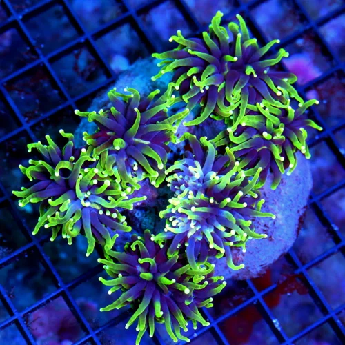 WYSIWYG 5.5X4.5 XL SUPERS SUPER NEON PURPLE YELLOW-LIME GREEN TIPPED ULTRA COLORED XL INDO SHOW TORCH live coral for sale - Extreme Corals