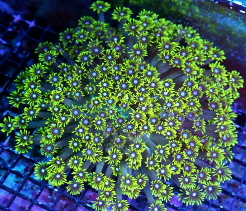 WYSIWYG 10X10 GIANT WHITE ALIEN EYED ULTRA COLORED SHOWPIECE INDO GONIOPORA-THIS IS AWESOME!! live coral for sale - Extreme Corals