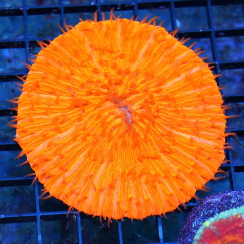 WYSIWYG 4X4 ULTRA ORANGE MELTING POT INDO PLATE CORAL-AMAZING COLOR VERY VIVID live coral for sale - Extreme Corals