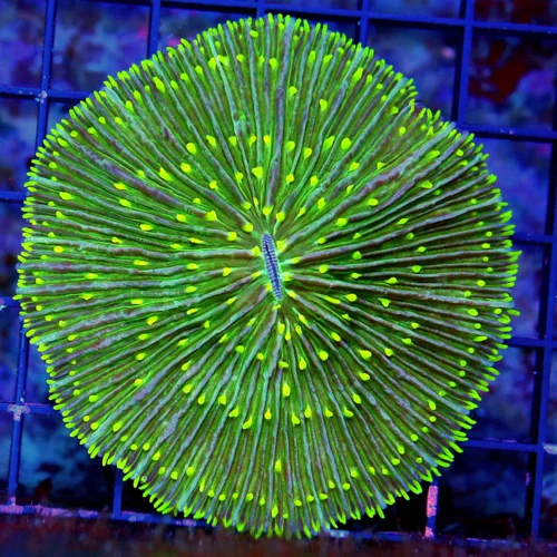 WYSIWYG 4X4 VERY VERY RARE COLOR!!! FOREST GREEN YELLOW TIPPED PLATE CORAL-I HAVE NOT SEEN ONE LIKE THIS IN live coral for sale - Extreme Corals