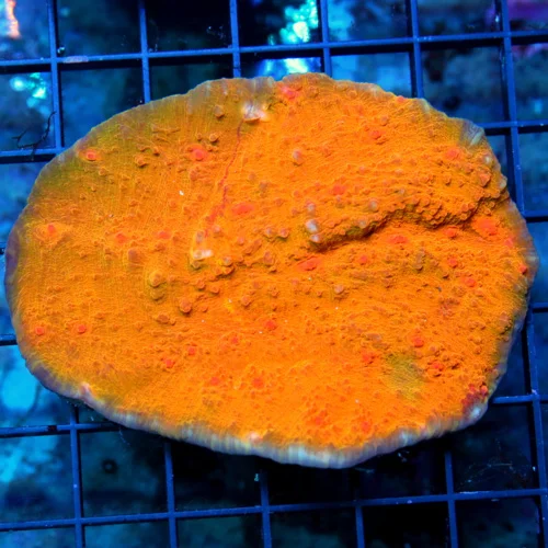 WYSIWYG 3" ULTRA BURNT TEXAS LONGHORN ORANGE ECHINOPHYLLIA CHALICE -BEAUTIFUL! live coral for sale - Extreme Corals