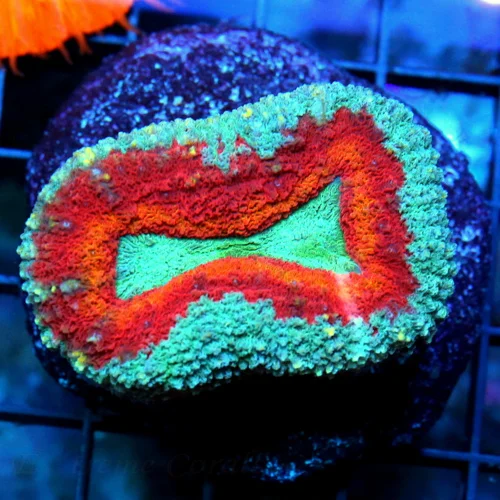 WYSIWYG 3" TRICOLORED AUSTRALIAN LOBOPHYLLIA-SUPER NICE MINI COLONY live coral for sale - Extreme Corals