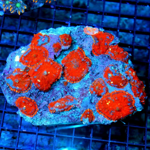 5.5X5.5 XXL SUPER SUPER NEON ULTRA RED ORANGE FULLY COVERED XL RHODACTIS MUSHROOM COLONY-INCREDIBLE 