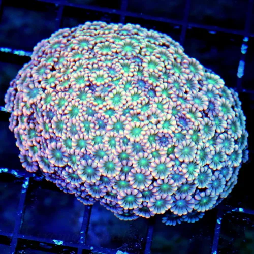 WYSIWYG 3.5"  ULTRA PINK GREEN ALIEN EYED ULTRA ULTRA COLORED GONIOPORA-THIS IS A VERY SPECIAL PIECE live coral for sale - Extreme Corals