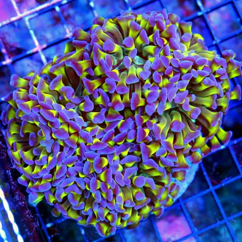 WYSIWYG 5.5X5.5 XLULTRA COLORED BRANCHING HAMMER SUPER PURPLE TIPPED ULTRA NEON TOXIC GREEN TENTACLED STUNNI live coral for sale - Extreme Corals