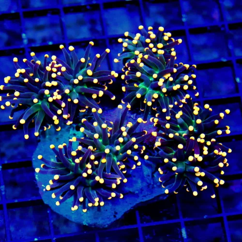 WYSIWYG 5.5X5.5 COLLECTORS ITEM SUPER SUPER RARE COLOR!! PURPLE GREEN AND ULTRA ULTRA ORANGE TIPPED TORCH live coral for sale - Extreme Corals