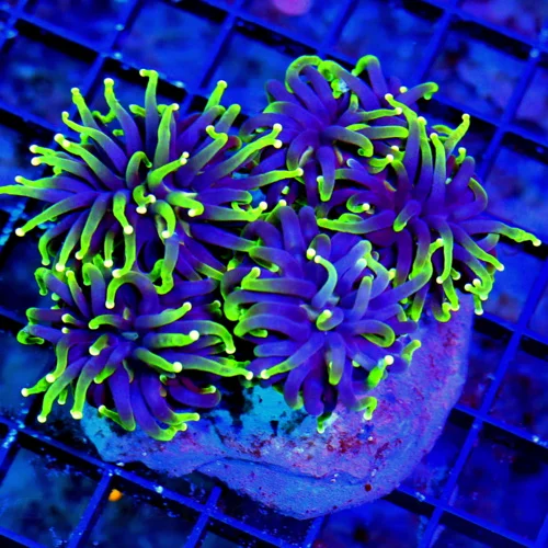 WYSIWYG 5.5X5.5 XL SUPERS SUPER NEON PURPLE YELLOW-LIME GREEN TIPPED ULTRA COLORED XL INDO SHOW TORCH live coral for sale - Extreme Corals