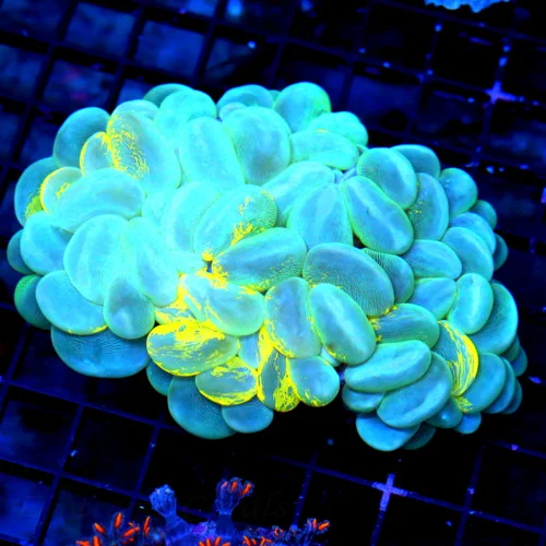 WYSIWYG 5.5x4.5 XXL SCOTT'S PICK OF THE DAY SUPER ULTRA COLORED BUBBLE INSANELY RARE COLOR!! live coral for sale - Extreme Corals