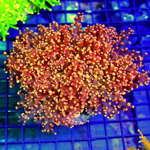 6x6 XXL BRANCHING OCTOSPAWN CORAL - SUPER SUPER FLUORESCENT ORANGE BRANCHING OCTOSPAWN