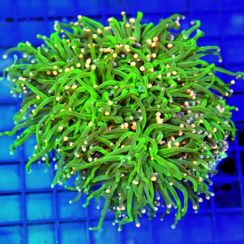 6x6 XXL TORCH CORAL - ULTRA GRADE ULTRA COLORED "COTTON CANDY" TORCH CORAL