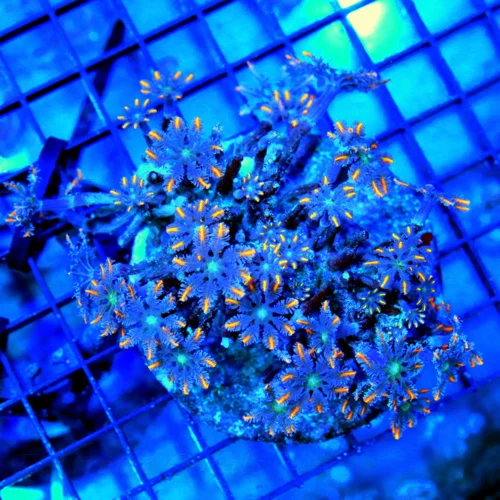 4.5x4.5 CLOVE POLYPS - PURPLE NEON ORANGE TENTACLE ULTRA COLORED CLOVE POLYPS