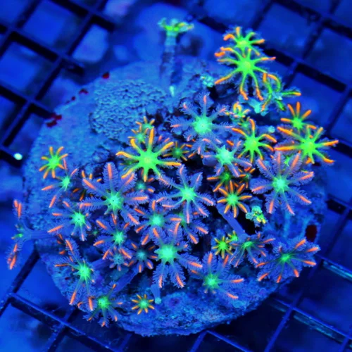4.5x4 CLOVE POLYPS - PURPLE NEON ORANGE TENTACLED WITH GREEN EYES