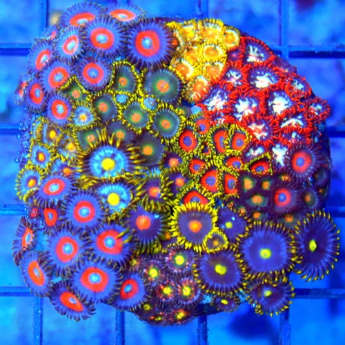 4" COMBO ZOANTHID CORAL - ULTRA GRADE HAPPY FAMILY COMBO ZOANTHID CORAL COLONY