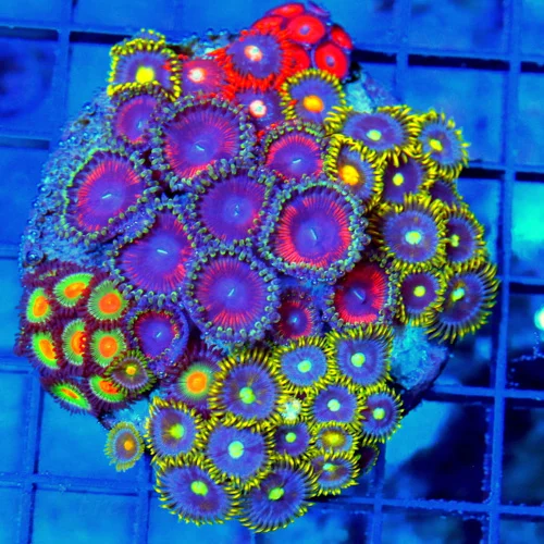 4" COMBO ZOANTHID CORAL - ULTRA GRADE HAPPY FAMILY COMBO ZOANTHID CORAL COLONY