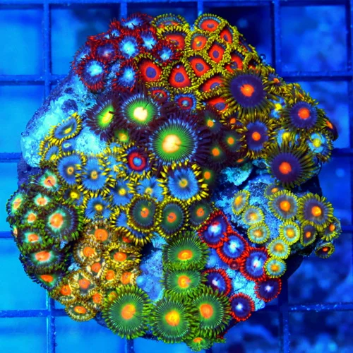 4" COMBO ZOANTHID CORAL - ULTRA GRADE HAPPY FAMILY COMBO ZOANTHID CORAL COLONY