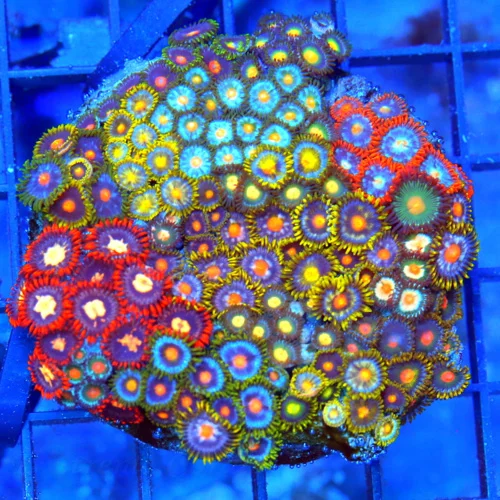 4" COMBO ZOANTHID CORAL - ULTRA GRADE HAPPY FAMILY COMBO ZOANTHID CORAL COLONY