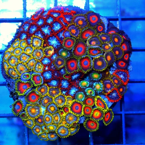 4" COMBO ZOANTHID CORAL - ULTRA GRADE HAPPY FAMILY COMBO ZOANTHID CORAL COLONY