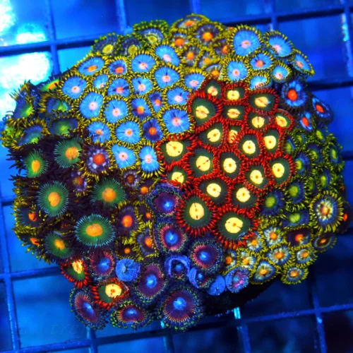 4" COMBO ZOANTHID CORAL - ULTRA GRADE HAPPY FAMILY COMBO ZOANTHID CORAL COLONY