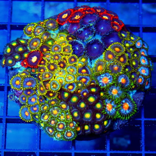 4" COMBO ZOANTHID CORAL - ULTRA GRADE HAPPY FAMILY COMBO ZOANTHID CORAL COLONY