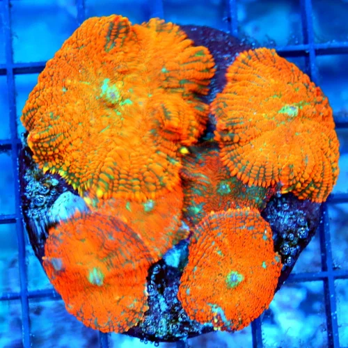 4" RHODACTIS MUSHROOM CORAL - ULTRA ULTRA COLORED ORANGE RHODACTIS MUSHROOM CORAL