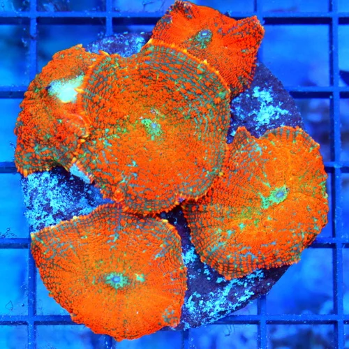 4" RHODACTIS MUSHROOM CORAL -  ULTRA ULTRA COLORED ORANGE RHODACTIS MUSHROOM CORAL