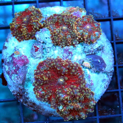 4" RICORDIA YUMA MUSHROOM CORAL - VERY RARE MULTICOLORED RED RICORDIA YUMA MUSHROOM CORAL