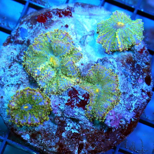 4" RICORDIA YUMA MUSHROOM CORAL - AWESOME BLUE AND GREEN RICORDIA YUMA MUSHROOM CORAL