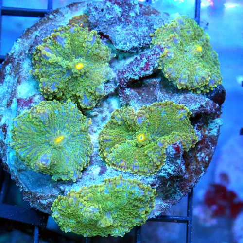4" RICORDIA YUMA MUSHROOM CORAL - AWESOME BLUE AND GREEN RICORDIA YUMA MUSHROOM CORAL