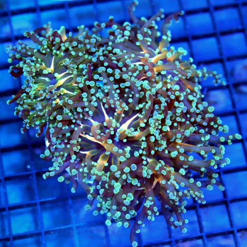 5.5x5.5 BRANCHING OCTOSPAWN CORAL - HANDPICKED COLLECTOR'S ITEM ORANGE YELLOW AND GREEN CENTER OCTOS
