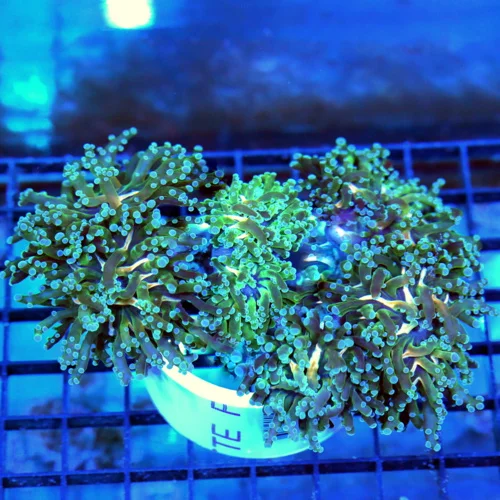 5.5x5 BRANCHING OCTOSPAWN CORAL - HANDPICKED COLLECTOR'S ITEM ORANGE YELLOW AND GREEN CENTER OCTOSPA