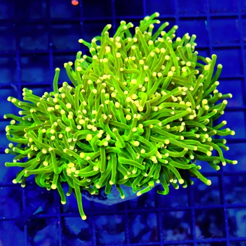5x5 TORCH CORAL - BAD TO THE BONE ULTRA RARE YELLOW TIPPED LEMON LIME YELLOW TORCH CORAL