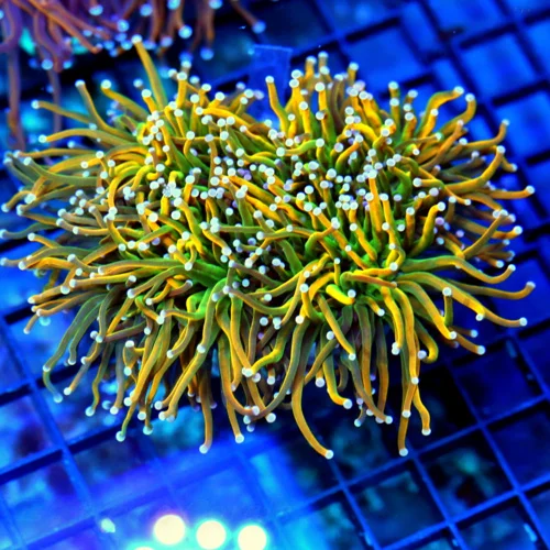 5.5x5.5 XXL COMBO TORCH CORAL - SUPER SHOWPIECE "BANANA / HOLY QUACAMOLE" COMBO TORCH CORAL