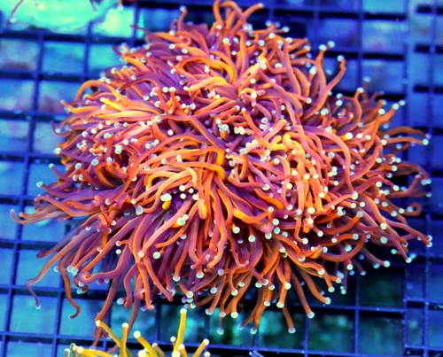 6.5x6 TORCH CORAL - ULTRA GRADE ULTRA COLORED "24K GOLD" TORCH CORAL