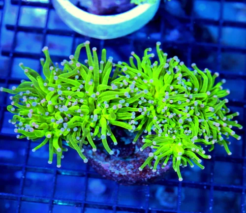 4.5x4.5 TORCH CORAL - GLOW IN THE DARK NEON GREEN NEON PURPLE TIPPED TORCH CORAL