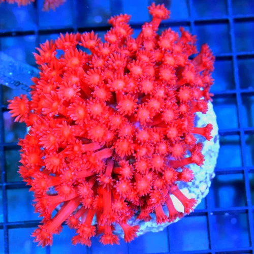 5x5 GONIOPORA CORAL - OUT OF THIS WORLD HANDPICKED BALI CULTURED FIRECRACKER RED GONIOPORA