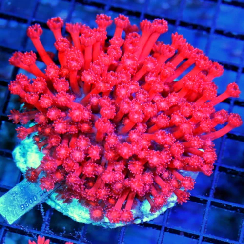 5x5 GONIOPORA CORAL - OUT OF THIS WORLD HANDPICKED BALI CULTURED FIRECRACKER RED GONIOPORA