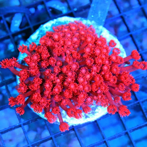 5x4.5 GONIOPORA CORAL - OUT OF THIS WORLD HANDPICKED BALI CULTURED FIRECRACKER RED GONIOPORA