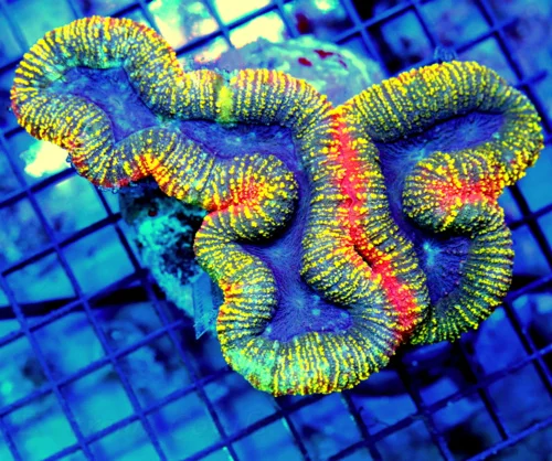 6x5 LOBOPHYLLIA CORAL - OUT OF THIS WORLD QUAD COLORED HANDPICKED SUPER SHOWPIECE LOBOPHYLLIA