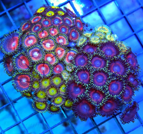 4.5x4 PALYTHOA CORAL COLONY - NEVER SEEN BEFORE INCREDIBLE BALI CULTURED PALYTHOA COLONY