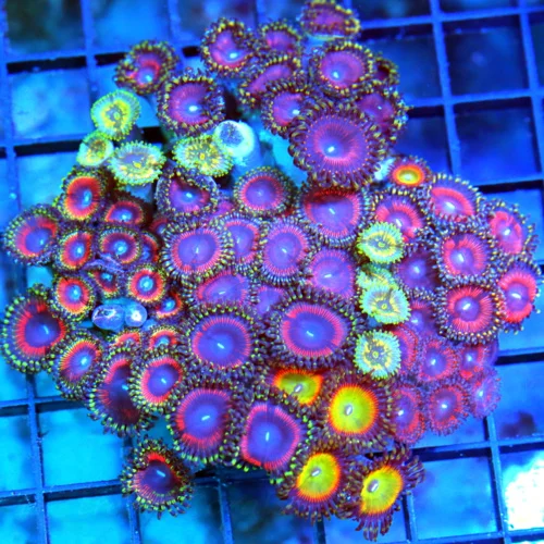 4.5x4.5 PALYTHOA CORAL COLONY - NEVER SEEN BEFORE INCREDIBLE BALI CULTURED PALYTHOA COLONY