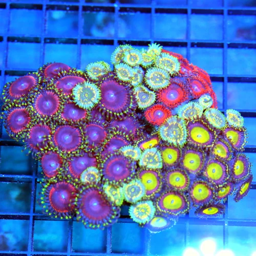 4.5x4 PALYTHOA CORAL COLONY - NEVER SEEN BEFORE INCREDIBLE BALI CULTURED PALYTHOA COLONY