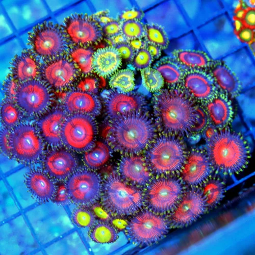 4.5x4.5 PALYTHOA CORAL COLONY - NEVER SEEN BEFORE INCREDIBLE BALI CULTURED PALYTHOA COLONY